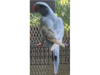 Ringneck hilleman (( macho )) joven adulto, JG Aviario