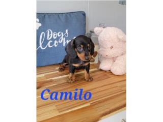 Salchicha mini con sertificado veterinario , Exotic Pets PR.
