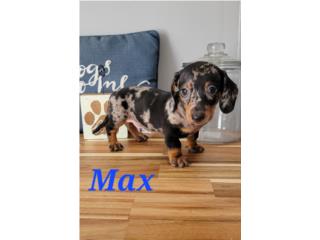 Salchicha Extico Blue Merle and Tan , Exotic Pets PR.