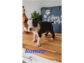 Boston Terrier con Documento Veterinario , Exotic Pets PR.