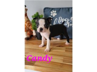 Boston terrier con documento Veterinario , Exotic Pets PR.