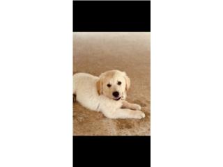 Puerto Rico Golden Retriever, Perros Gatos y Caballos