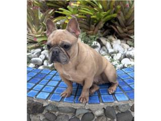 FRENCH BULLDOG MERLE HEMBRA 3 AOS , Pupshowquality