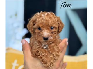 Puppy Land - F1bb Toy Mini Goldendoodle Nene, Puppy Land PR