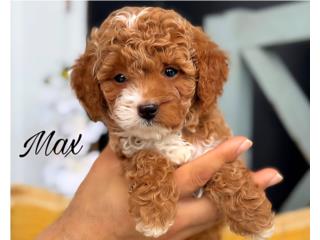Puppy Land - F1bb Micro Mini Goldendoodle , Puppy Land PR