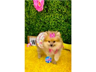 POMERANIAN TOY NENA CON PAPELES , LITTLE PET SHOP
