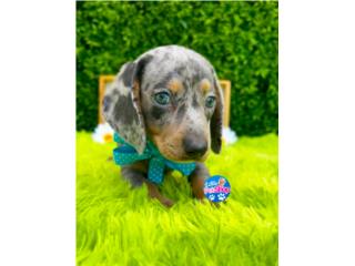 DACHSHUND BLUE DAPPLE NENE CON PAPELES , LITTLE PET SHOP