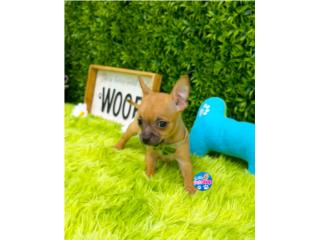 CHIHUAHUA TOY NENE CON PAPELES , LITTLE PET SHOP