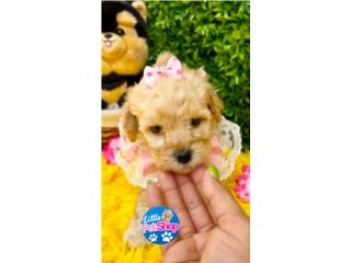 POODLE TOY NENA CON PAPELES , LITTLE PET SHOP