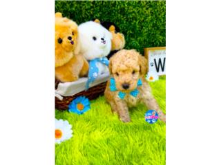 POODLE TOY NENE CON PAPELES , LITTLE PET SHOP