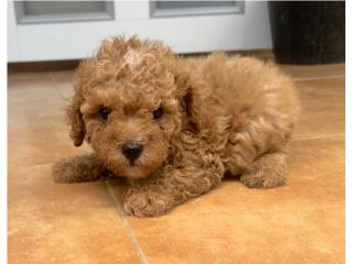 Toy poodle nene registros , Gonzalez