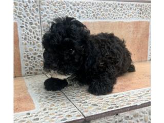 Toy poodle nene registro , Gonzalez