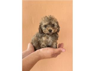 Toy poodle nena registro , Gonzalez