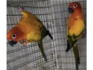 2 parejas sun conure adultas puras, JG Aviario