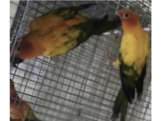 1 parejas de sun conures joven adulto , JG Aviario