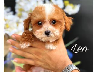 AKC Toy Poodle Nene, Puppy Land PR