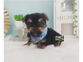 Yorkie toy nene vacunado , French Lovers