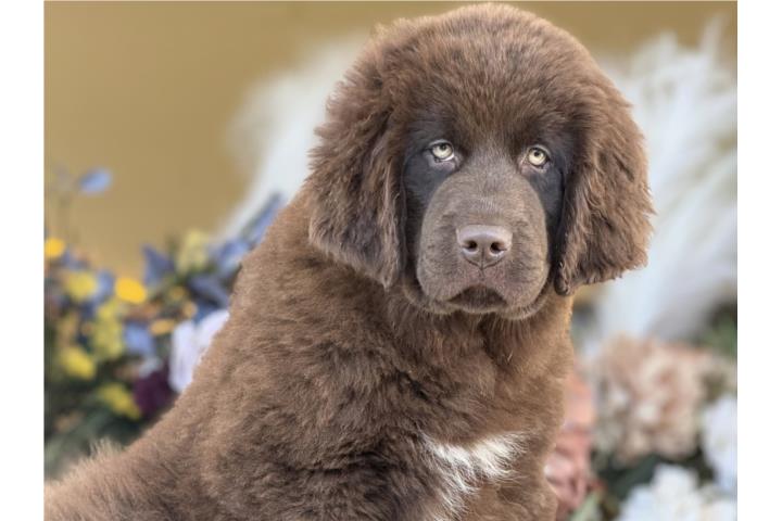 Newfoundland Choco - Los Osos PR