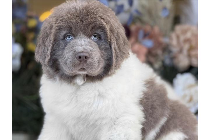 Newfy Shepherd - Los Osos PR