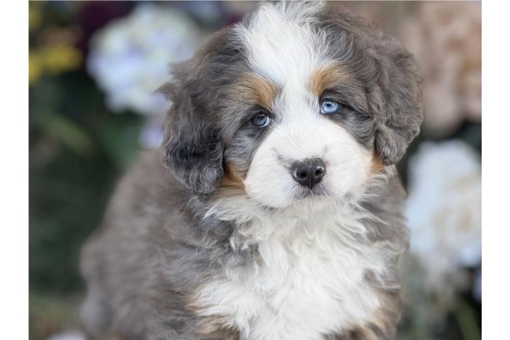Bernedoodle Merle - Los Osos PR