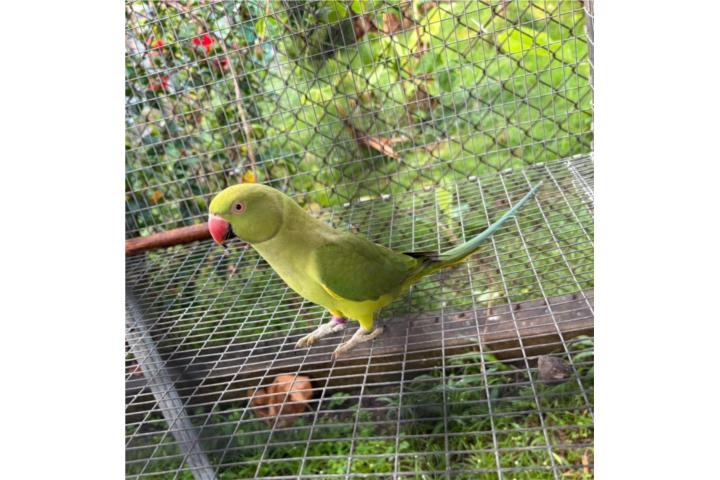 Ringneck hembra adulta