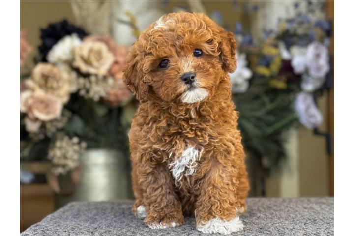 Hermosa Cavapoo - Los Osos PR