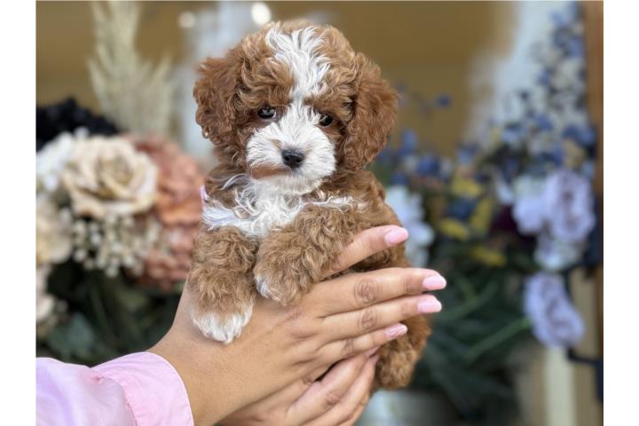 Cavapoo Micro Toy - Los Osos PR