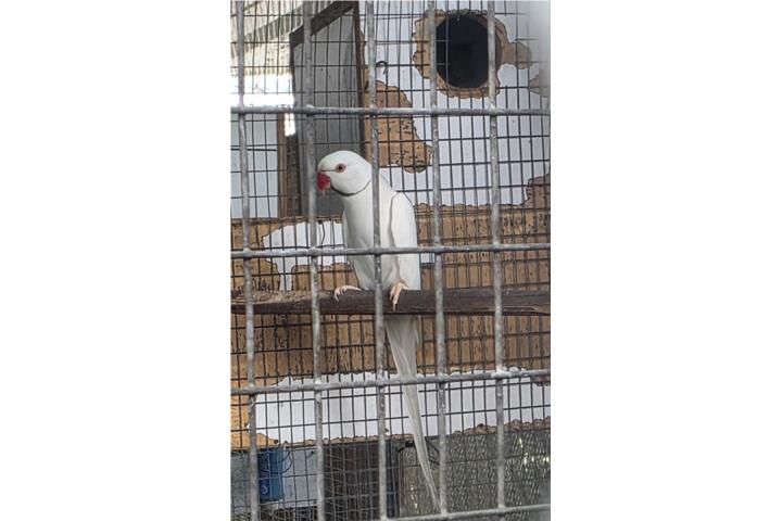 Pareja adulta de ringneck pallid ino