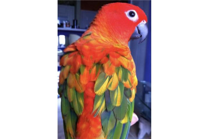 Sun conure red factor (( bebé ))