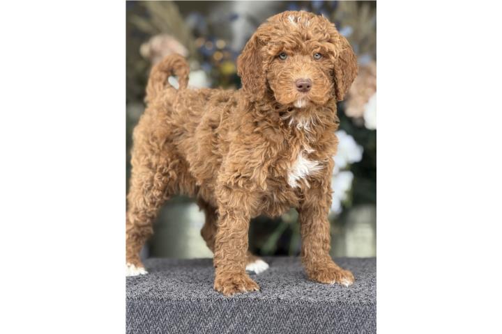 Standard Goldendoodle - Los Osos PR