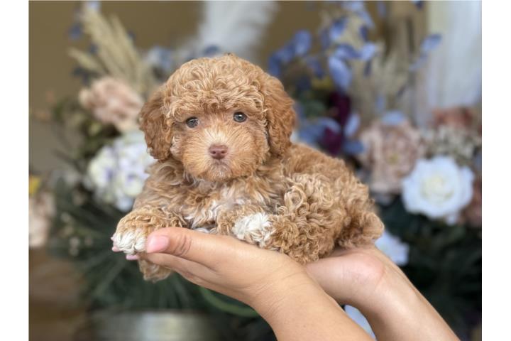 Toy Poodle - Los Osos PR