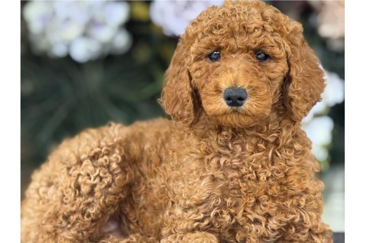 Hermosa Standard Poodle - Los Osos PR