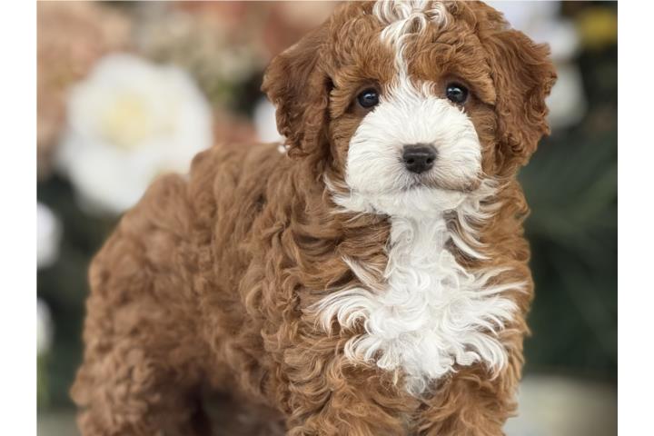 Cavapoo Preciosa! - Los Osos PR