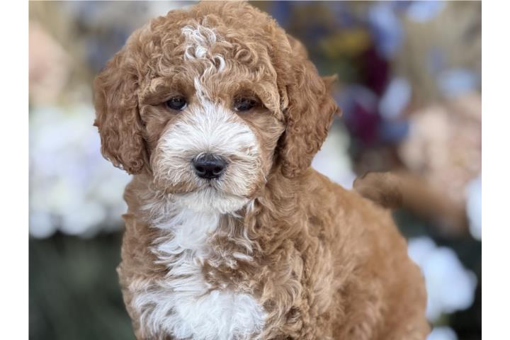 Mini Labradoodle - Los Osos PR