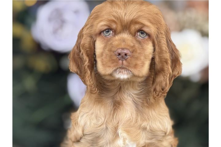 Cocker Spaniel - Los Osos PR AKC