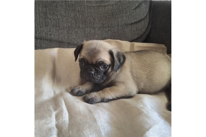 PUG FAWN MACHO