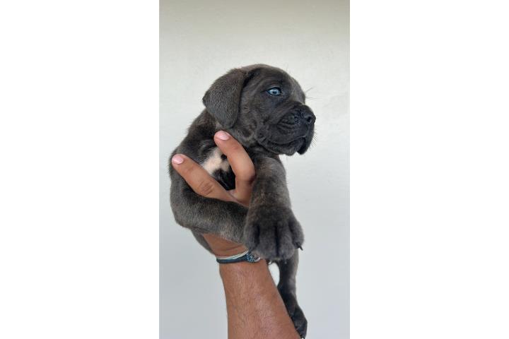 Cane Corso AKC