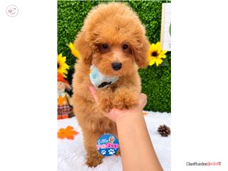 MALTIPOO TOY NENE , LITTLE PET SHOP