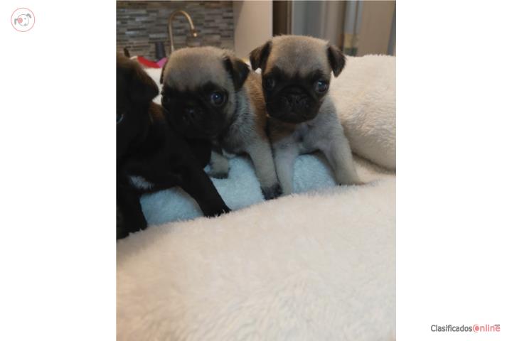 Pug Puerto Rico