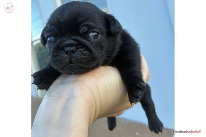 Pug Puerto Rico