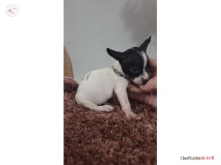 375chihuahua hembra  Puerto Rico