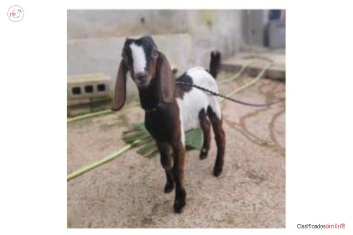 Cabrito3 meses tricolor  cayey  Puerto Rico
