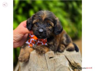Sanson, toy doxiepoo, Puppy Dreams PR