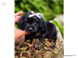 Princesa ,tea cup doxiepoo, Puppy Dreams PR