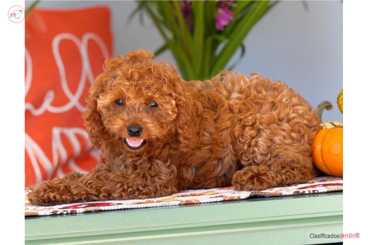 Hermosa Toy Cavapoo   Puerto Rico