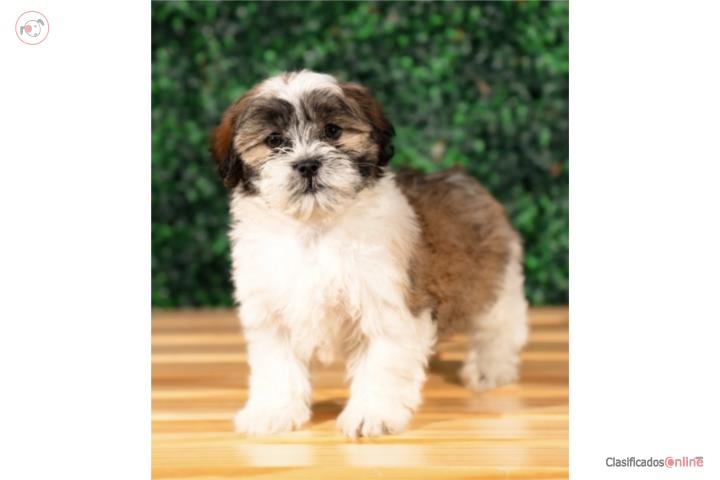 Abotto Malshi - Teddy Bear (VISITANOS EN GUAY Puerto Rico