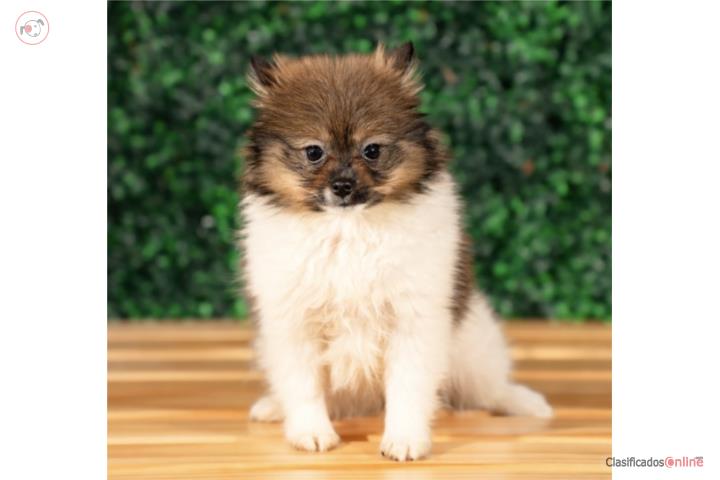 Katana Toy Pomeranian(VISITANOS EN GUAYNABO) Puerto Rico