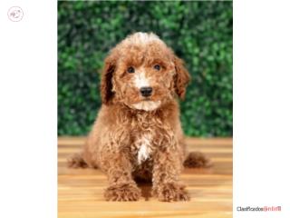 Kevlar mini poodle (VISITANOS EN GUAYNABO), Puppy Love