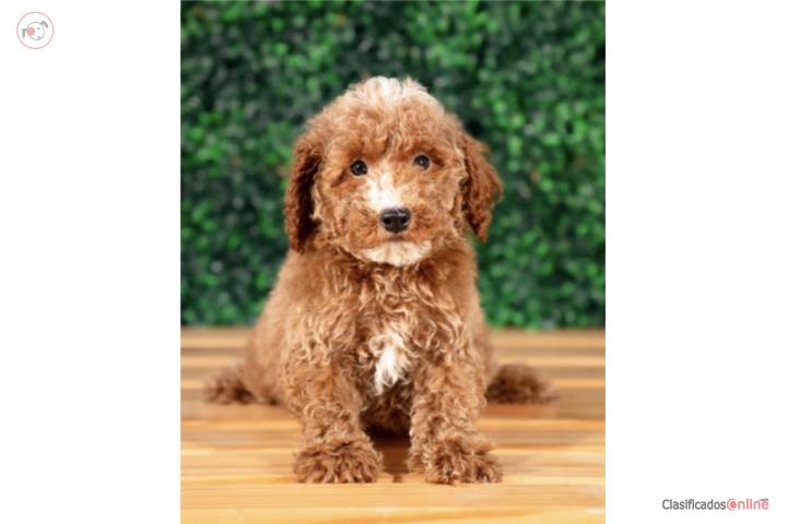 Kevlar mini poodle (VISITANOS EN GUAYNABO) Puerto Rico