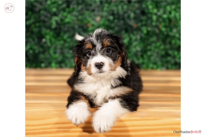 Beyonce F1Mini Bernedoodle(VISITANOS EN GUAYN Puerto Rico